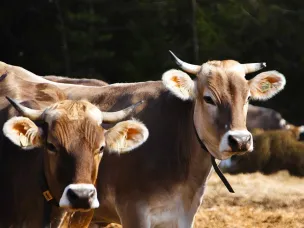 Ветераны СВО могут получить грант «Агромотиватор» на развитие собственного агробизнеса
